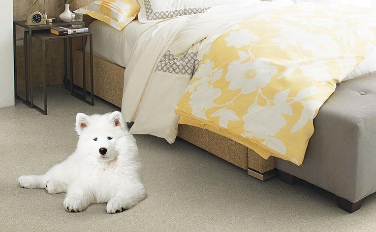 white dog on pet proof carpet
